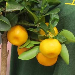 Calamondin / Citrofortunella mitis